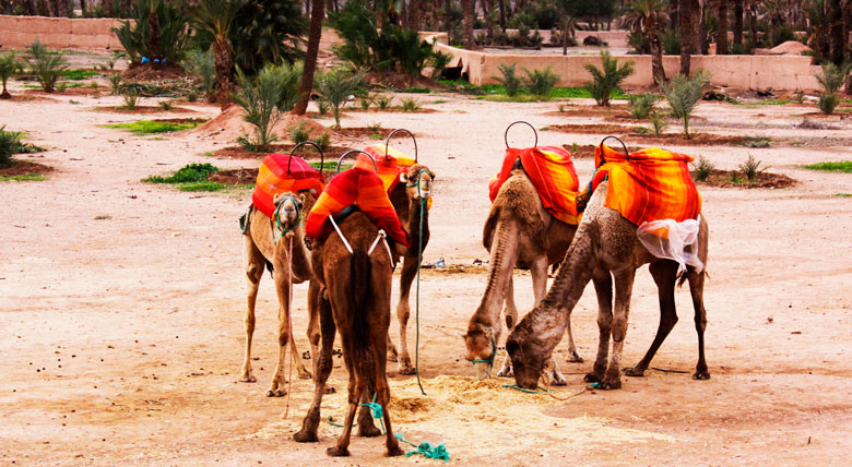 camel ride excursion